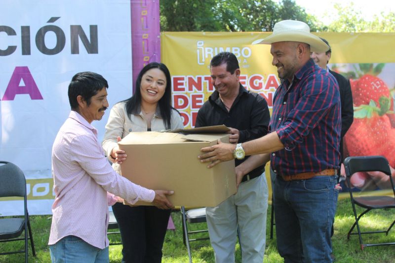 Entrega de planta de fresa programa de apoyo directo al campo.